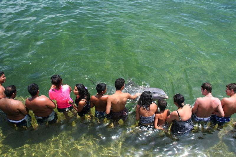 Куба дельфины.